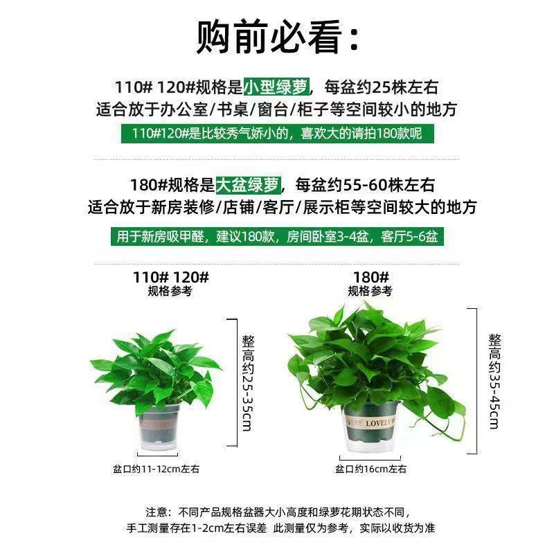 绿萝盆栽室内植物花卉绿植水培长藤垂吊大叶绿箩新房家用吸除