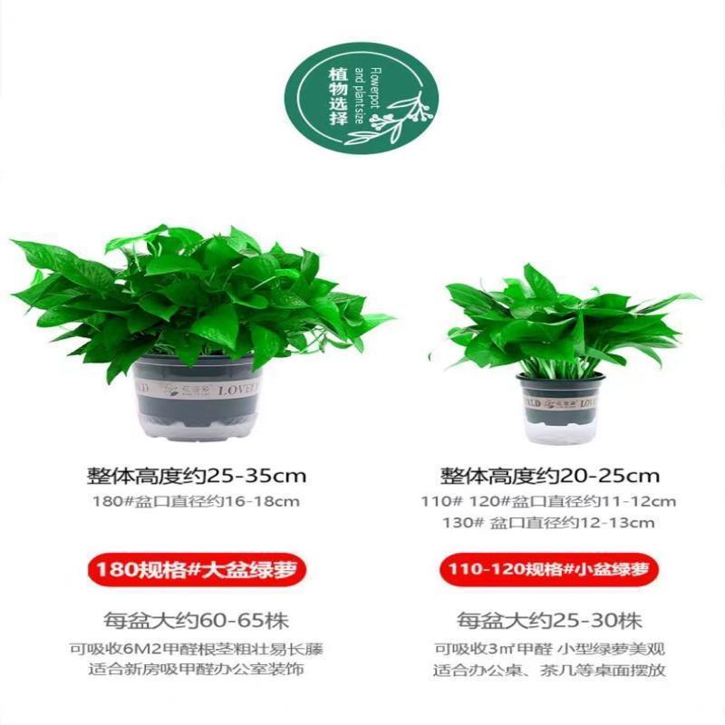 绿萝盆栽室内植物花卉绿植水培长藤垂吊大叶绿箩新房家用吸除