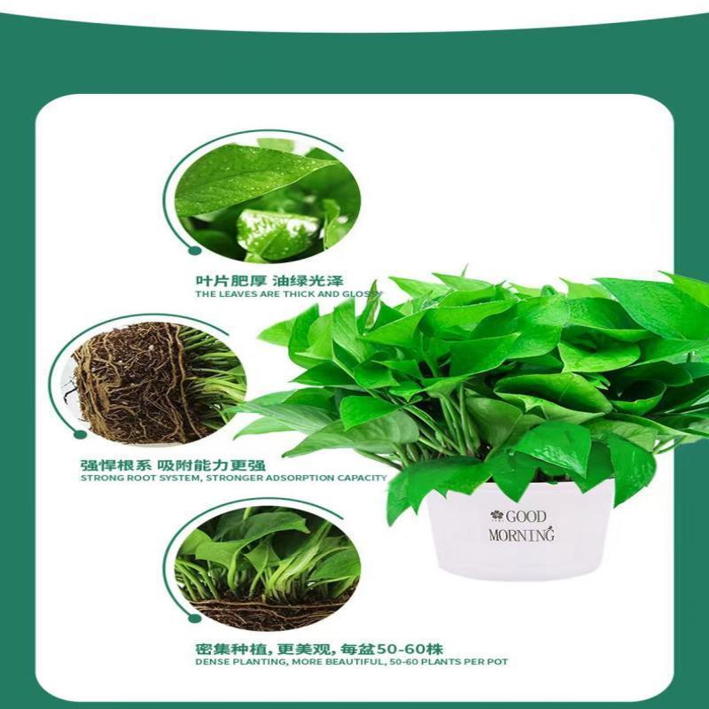 绿萝盆栽室内植物花卉绿植水培长藤垂吊大叶绿箩新房家用吸除