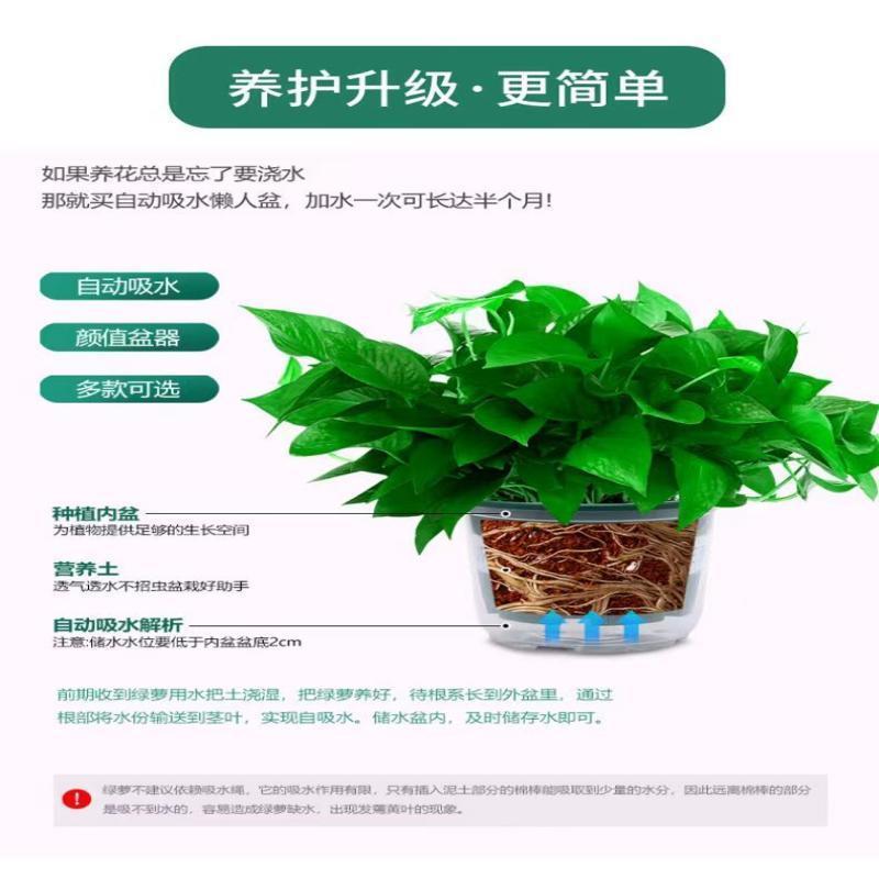 绿萝盆栽室内植物花卉绿植水培长藤垂吊大叶绿箩新房家用吸除