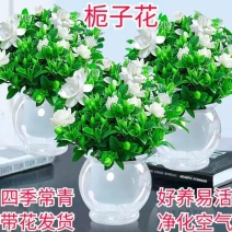 【栀子花水培】室内客厅盆栽植物花卉净化空气除甲醛四季好养