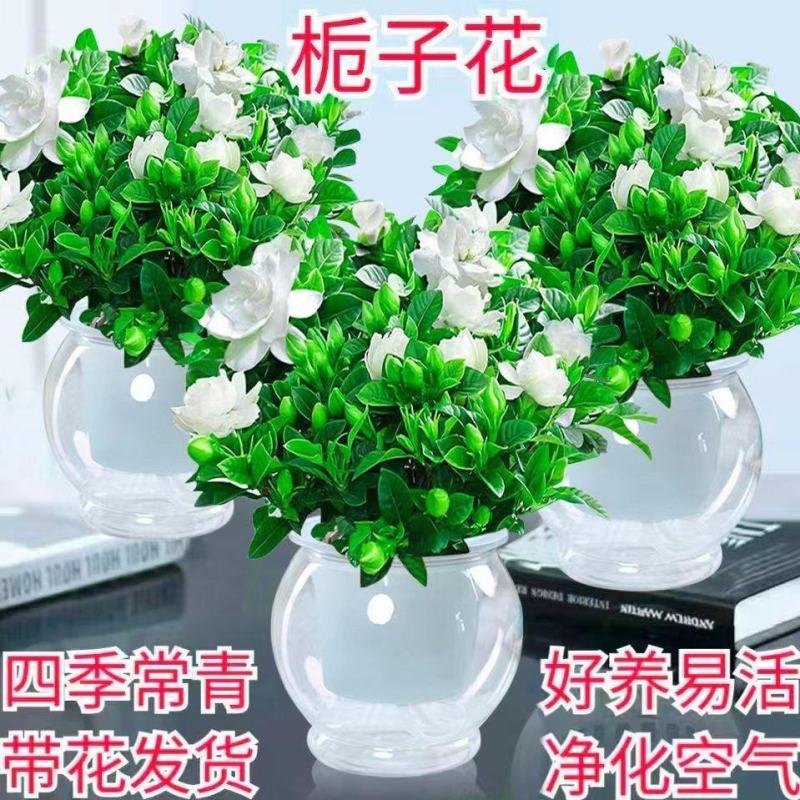 【栀子花水培】室内客厅盆栽植物花卉净化空气除甲醛四季好养