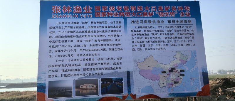 加州鲈鱼苗皖鲈一号价格量大从优提供技术指导