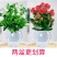 【栀子花水培】室内客厅盆栽植物花卉净化空气除甲醛四季好养