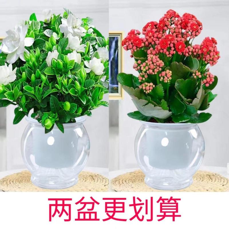 【栀子花水培】室内客厅盆栽植物花卉净化空气除甲醛四季好养