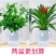 【栀子花水培】室内客厅盆栽植物花卉净化空气除甲醛四季好养