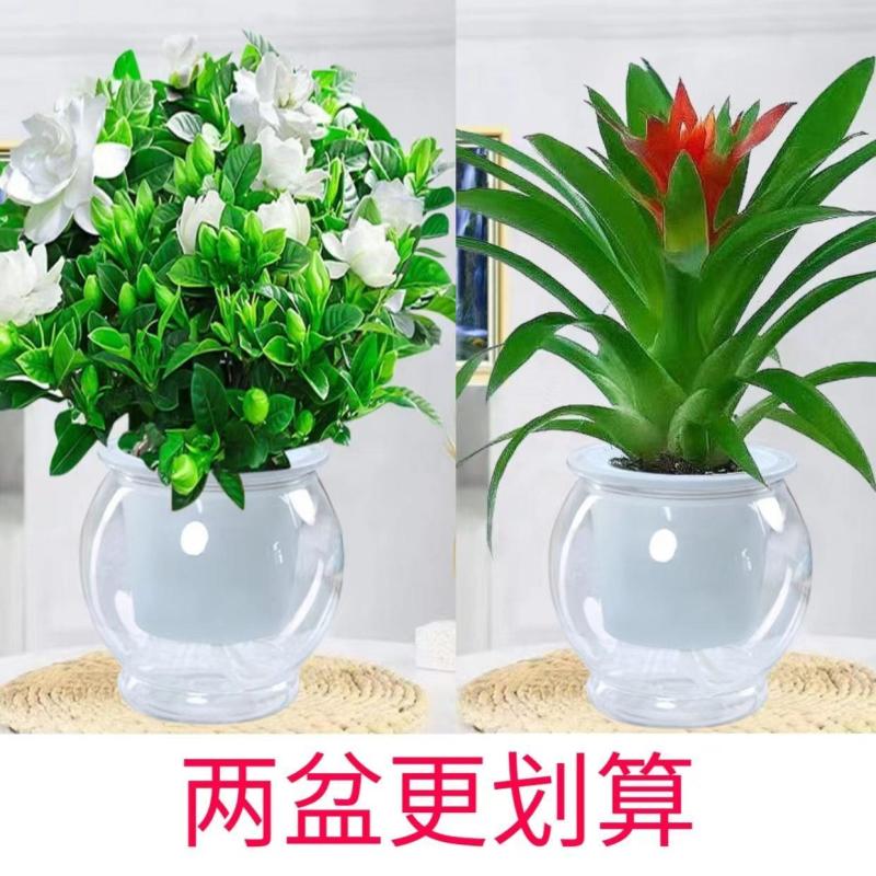【栀子花水培】室内客厅盆栽植物花卉净化空气除甲醛四季好养