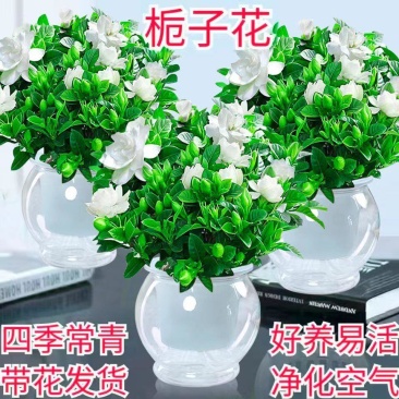 【栀子花水培】室内客厅盆栽植物花卉净化空气除甲醛四季好养