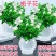 【栀子花水培】室内客厅盆栽植物花卉净化空气除甲醛四季好养
