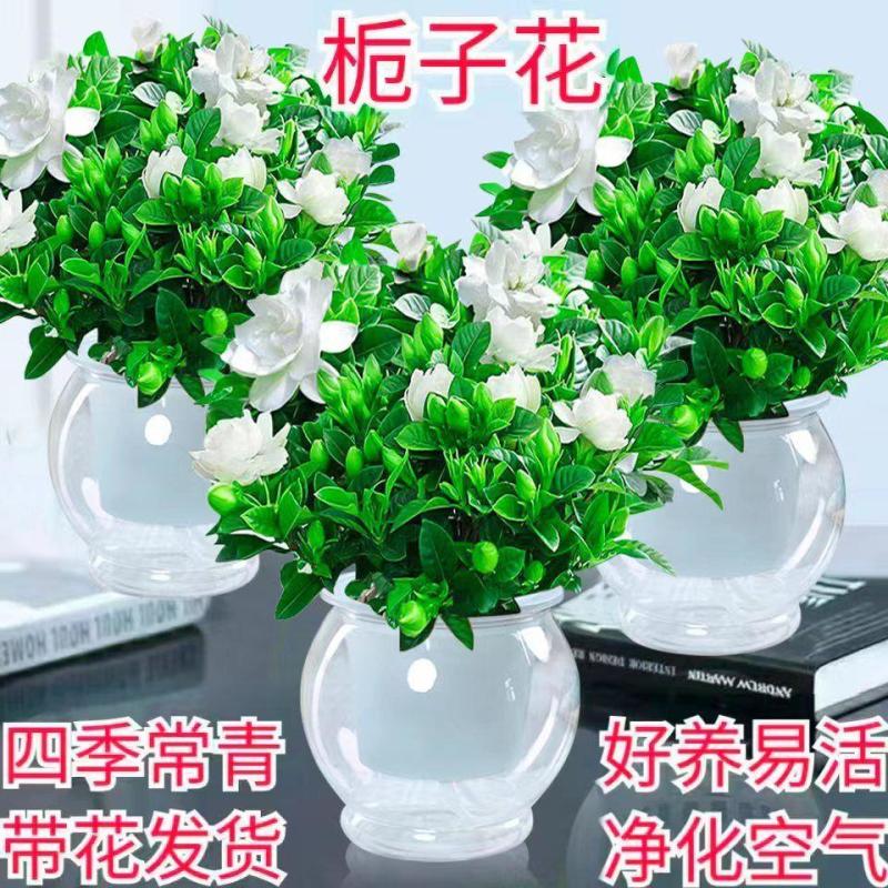 【栀子花水培】室内客厅盆栽植物花卉净化空气除甲醛四季好养