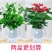 【栀子花水培】室内客厅盆栽植物花卉净化空气除甲醛四季好养