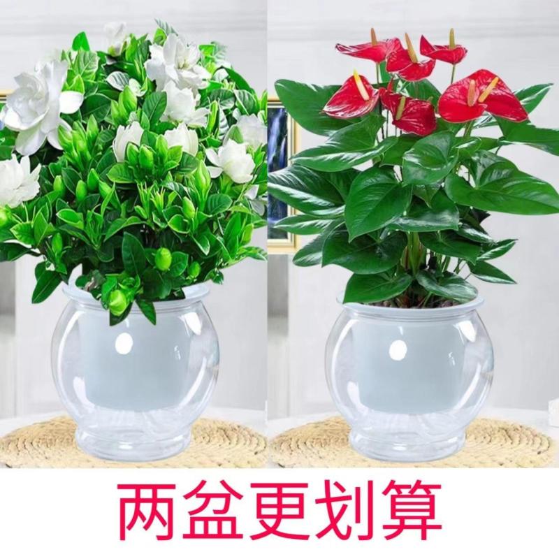 【栀子花水培】室内客厅盆栽植物花卉净化空气除甲醛四季好养