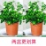 【栀子花水培】室内客厅盆栽植物花卉净化空气除甲醛四季好养