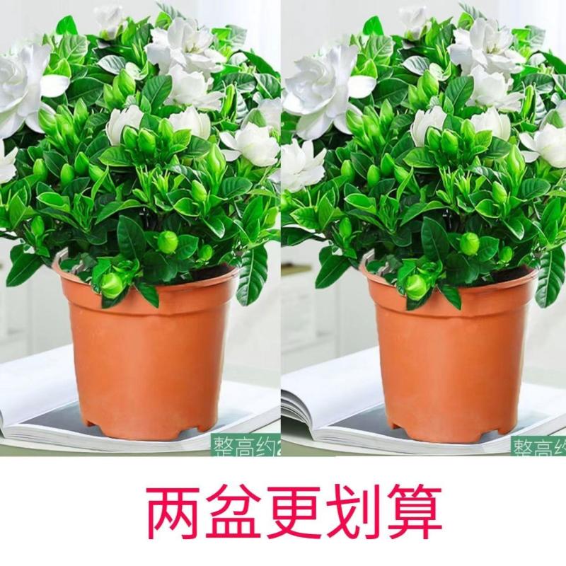 【栀子花水培】室内客厅盆栽植物花卉净化空气除甲醛四季好养