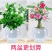 【栀子花水培】室内客厅盆栽植物花卉净化空气除甲醛四季好养