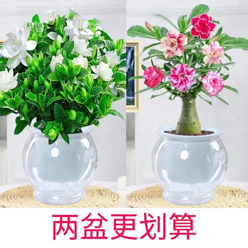 【栀子花水培】室内客厅盆栽植物花卉净化空气除甲醛四季好养