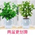 【栀子花水培】室内客厅盆栽植物花卉净化空气除甲醛四季好养