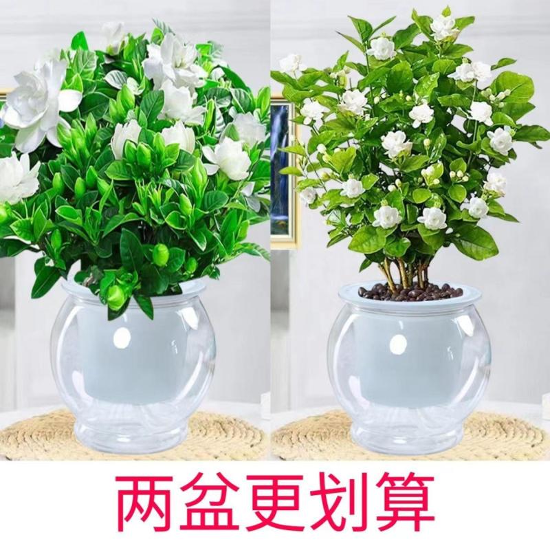 【栀子花水培】室内客厅盆栽植物花卉净化空气除甲醛四季好养