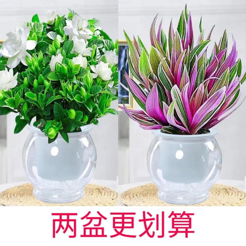 【栀子花水培】室内客厅盆栽植物花卉净化空气除甲醛四季好养