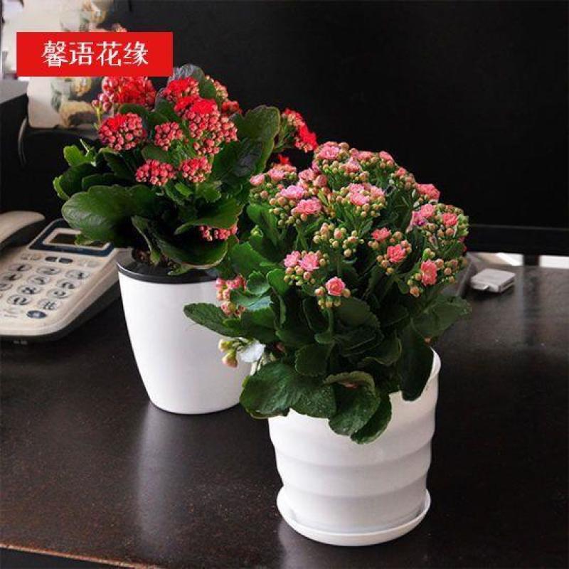 四季长寿花重瓣大朵带花苞花苗养不死植物室内好养盆栽绿植花