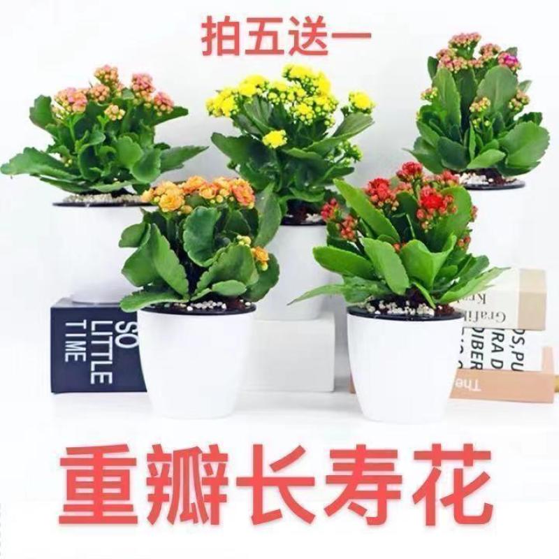 四季长寿花重瓣大朵带花苞花苗养不死植物室内好养盆栽绿植花