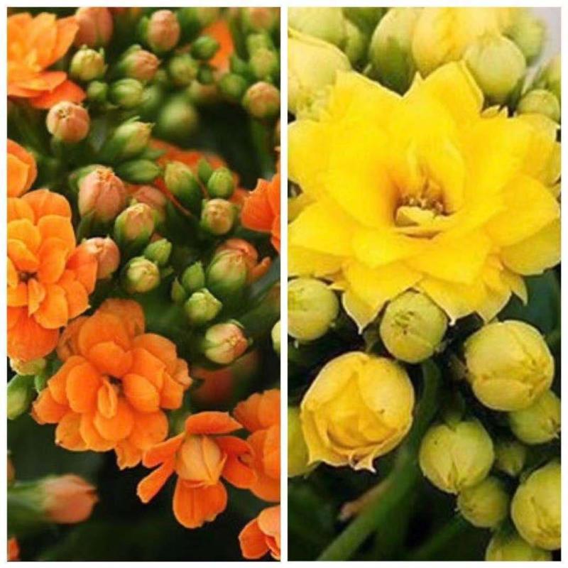 四季长寿花重瓣大朵带花苞花苗养不死植物室内好养盆栽绿植花
