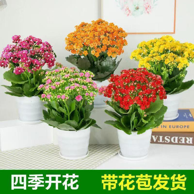 四季长寿花重瓣大朵带花苞花苗养不死植物室内好养盆栽绿植花