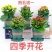 四季长寿花重瓣大朵带花苞花苗养不死植物室内好养盆栽绿植花
