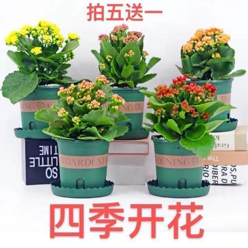 四季长寿花重瓣大朵带花苞花苗养不死植物室内好养盆栽绿植花