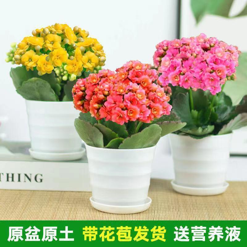 四季长寿花重瓣大朵带花苞花苗养不死植物室内好养盆栽绿植花