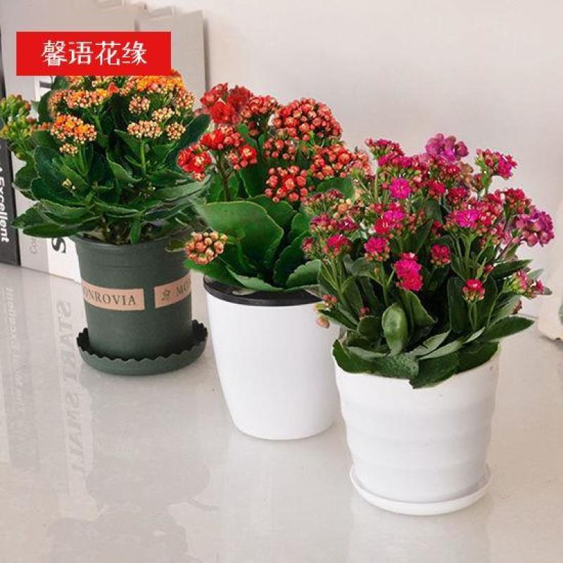 四季长寿花重瓣大朵带花苞花苗养不死植物室内好养盆栽绿植花