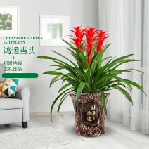 鸿运当头盆栽室内客厅绿植年宵花卉基地直发四季开花办公室植