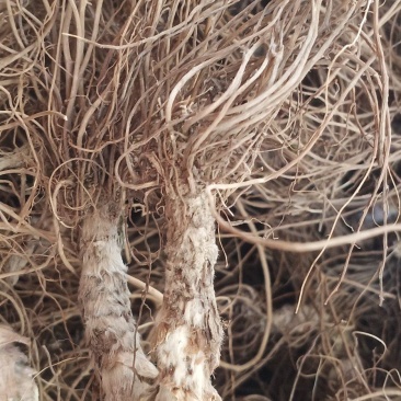 水洗地胆头中药批发一手货源量大忧惠全国发货