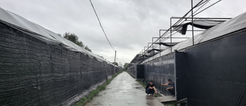 皖鲈一号鲈鱼苗加州鲈鱼苗全国发货量大从优保质保量