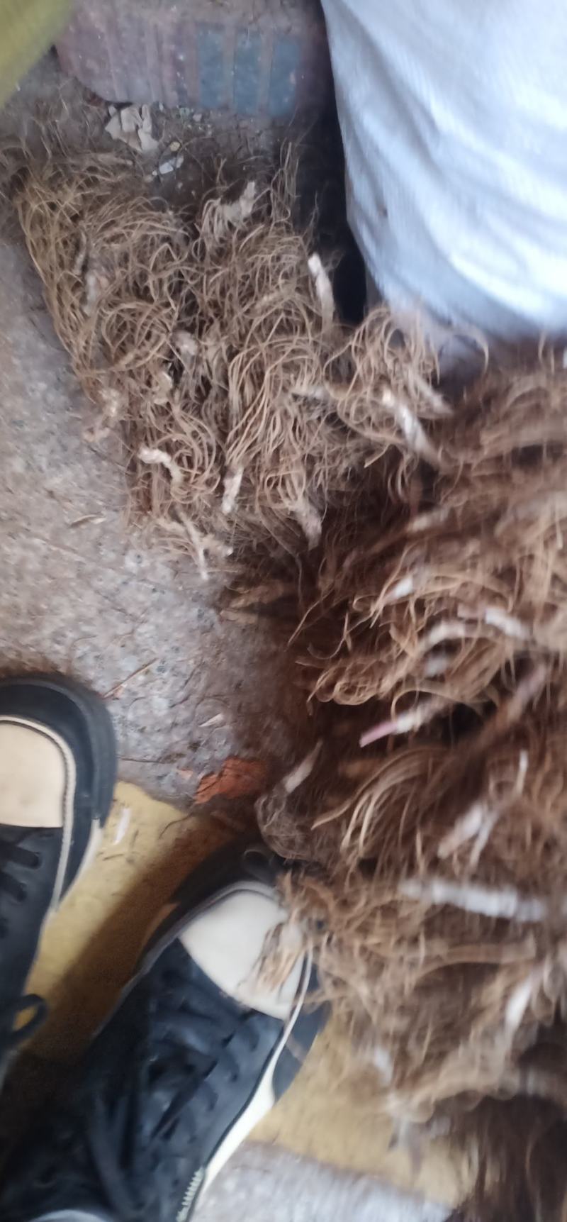 水洗地胆头中药批发一手货源量大忧惠全国发货