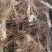 水洗地胆头中药批发一手货源量大忧惠全国发货
