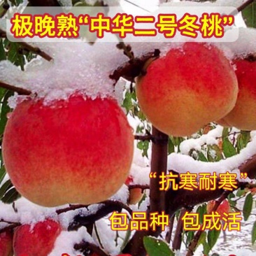 果园直发冬桃苗晚熟中华二号冬桃107寒蜜桃保真品种