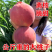 果园直发冬桃苗晚熟中华二号冬桃107寒蜜桃保真品种