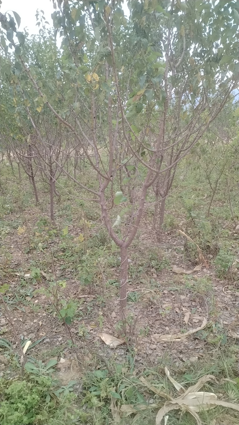 芒果油杏苗杏树苗，芒果油杏树！基地直发！签订合同！