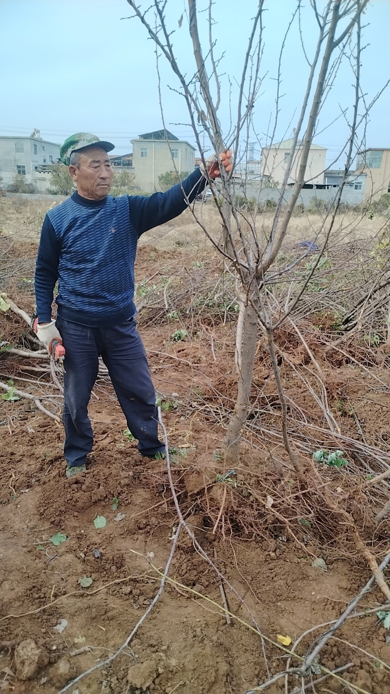 芒果油杏苗杏树苗，芒果油杏树！基地直发！签订合同！
