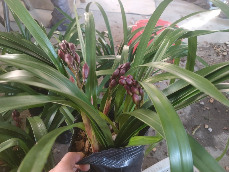 广州兰花绿植墨兰传统老品种红宝石带花箭花色喜庆花香花期长