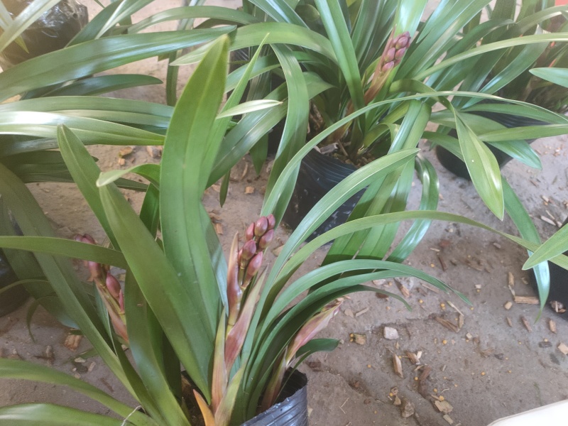 广州兰花绿植墨兰传统老品种红宝石带花箭花色喜庆花香花期长