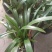 广州兰花绿植墨兰传统老品种红宝石带花箭花色喜庆花香花期长