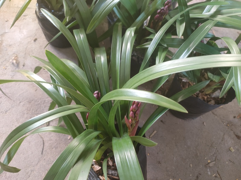 广州兰花绿植墨兰传统老品种红宝石带花箭花色喜庆花香花期长