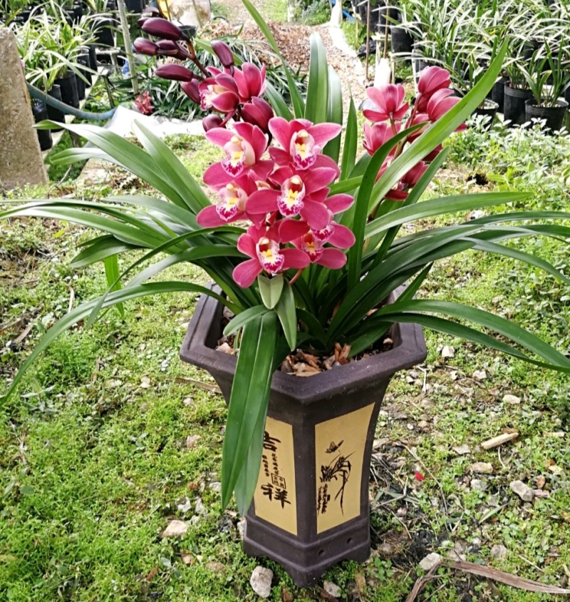 广州兰花绿植墨兰传统老品种红宝石带花箭花色喜庆花香花期长