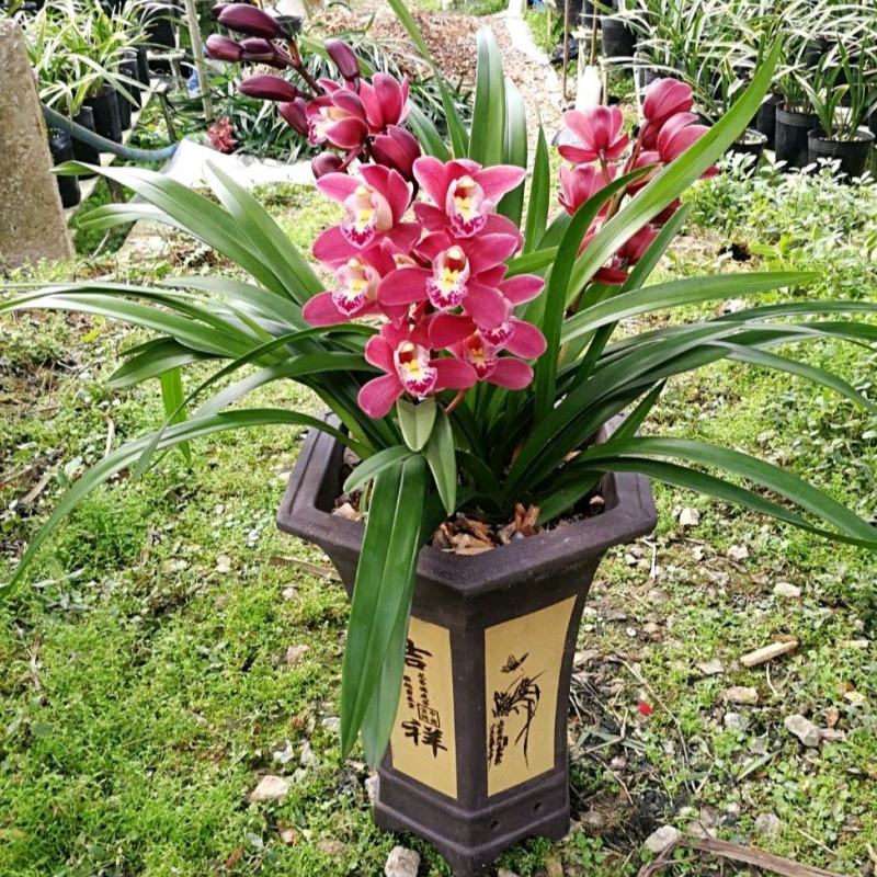 广州兰花绿植墨兰传统老品种红宝石带花箭花色喜庆花香花期长