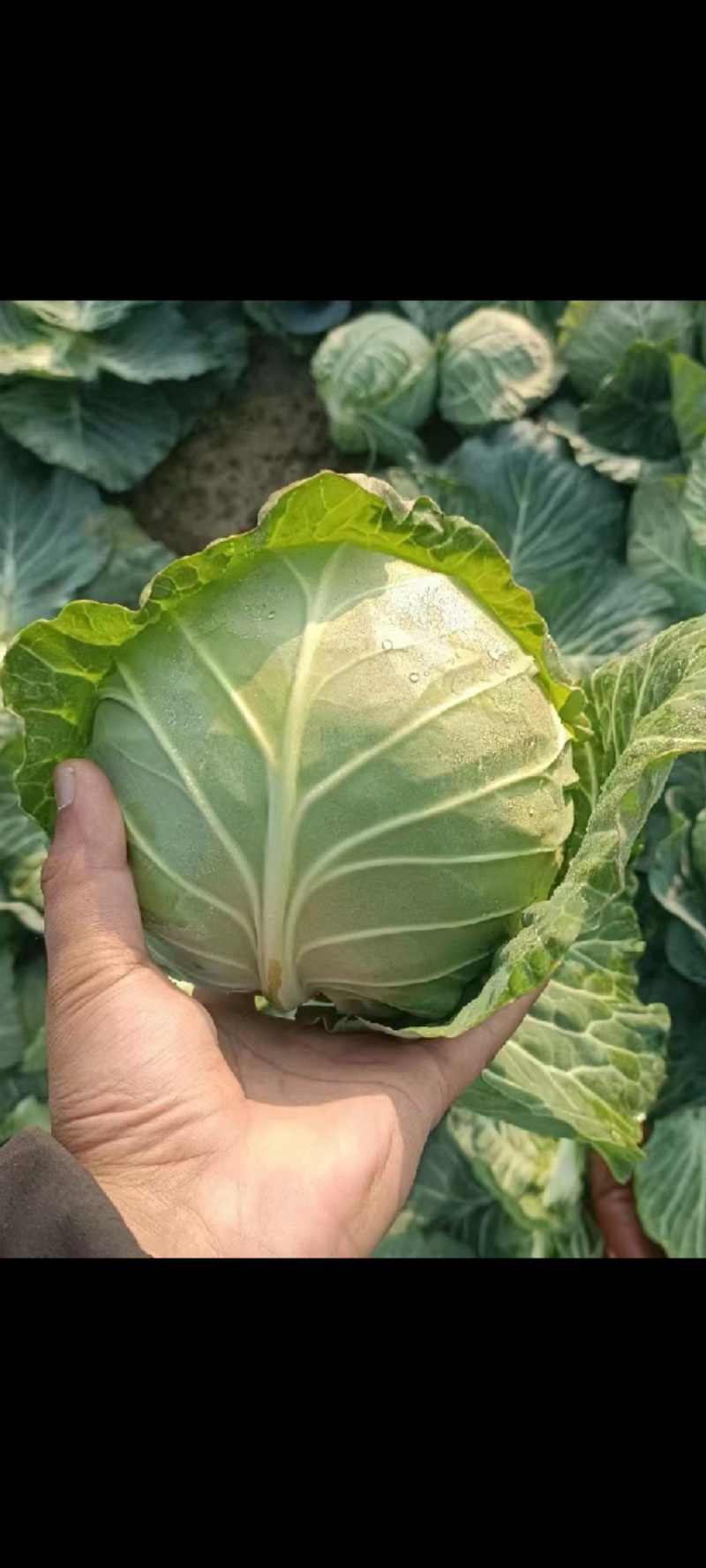 甘蓝苞菜，电商，市场，工厂货大量上市对接全国欢迎咨询