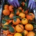 沃柑广西上林实力代办产地一手货源接越南订单代发