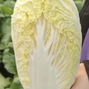 娃娃菜，大小都有，电商，市场，工厂大量供应欢迎咨询