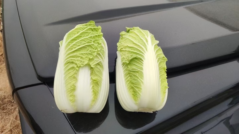 娃娃菜，大小都有，电商，市场，工厂大量供应欢迎咨询